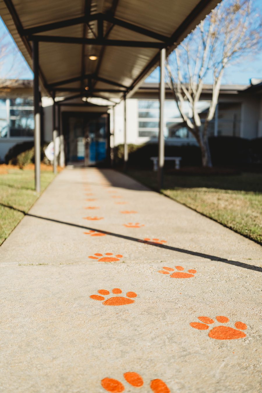 Orange cougar paw prints along the covered campus walkway